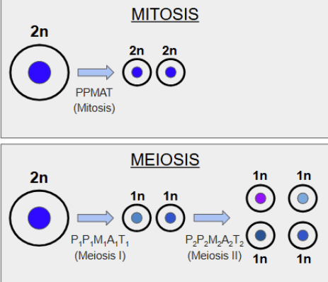 <p>Mitosis</p><ol><li><p>only undergoes <strong><u>one round of division</u></strong></p></li><li><p>produces <strong><u>2</u></strong> <mark data-color="yellow" style="background-color: yellow; color: inherit;">genetically identical </mark><strong><u><mark data-color="yellow" style="background-color: yellow; color: inherit;">diploid</mark></u></strong> (2n) cells </p></li></ol><p>Meiosis </p><ol><li><p>undergoes <strong><u>two rounds of division</u></strong></p></li><li><p>produces <strong><u>4</u></strong> <mark data-color="yellow" style="background-color: yellow; color: inherit;">genetically unique </mark><strong><u><mark data-color="yellow" style="background-color: yellow; color: inherit;">haploid</mark></u></strong> (1n) <strong><u>gametes</u></strong></p></li></ol><p></p>