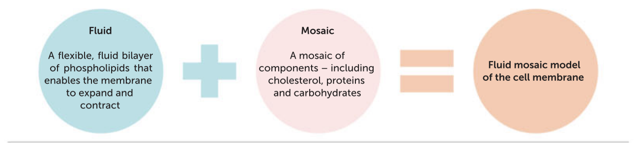 <p>The fluid mosaic model describes membranes as a double layer of lipids (a lipid bilayer), which can flow and change shape, with specialised protein molecules embedded in various patterns</p>