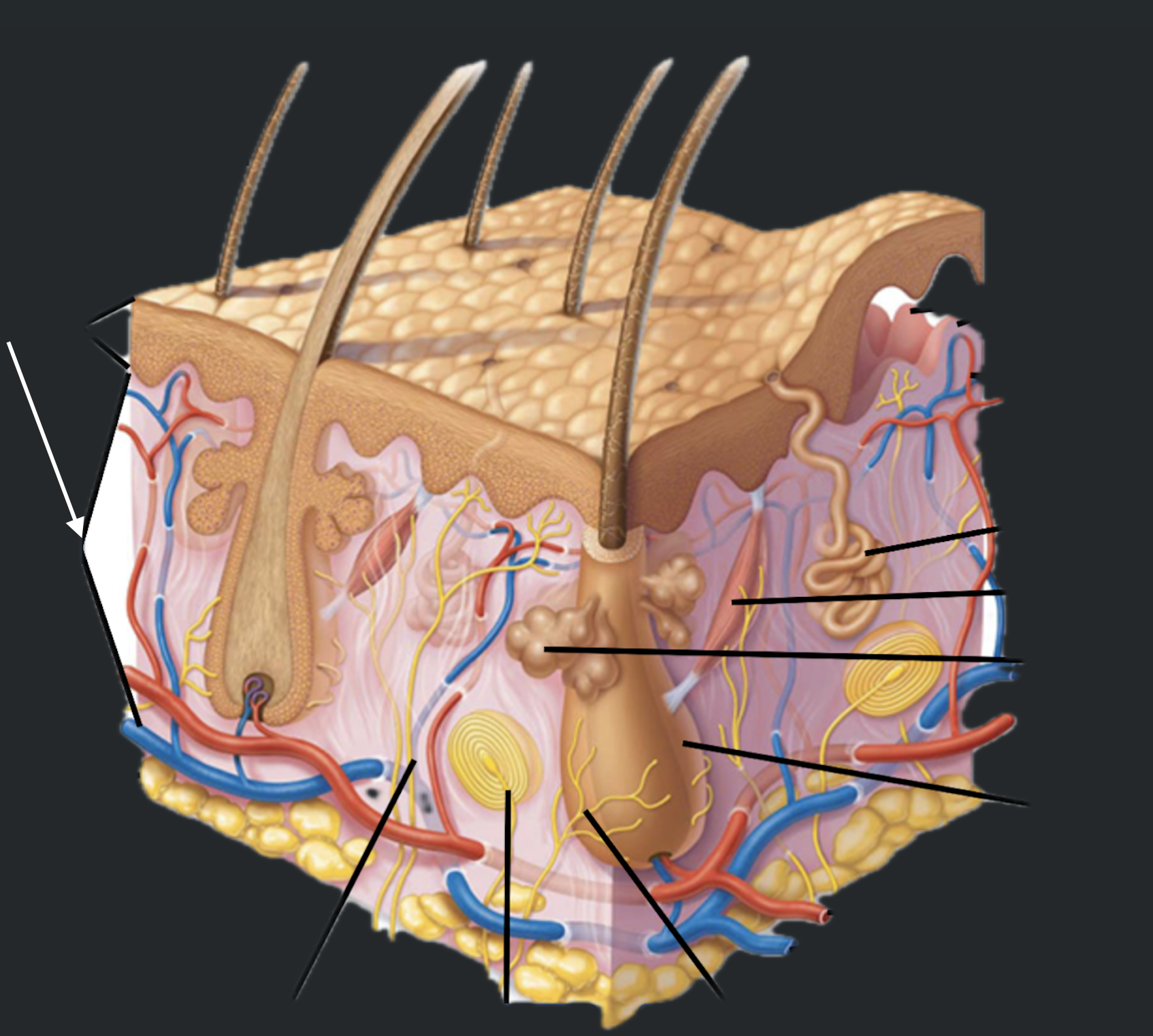 term image