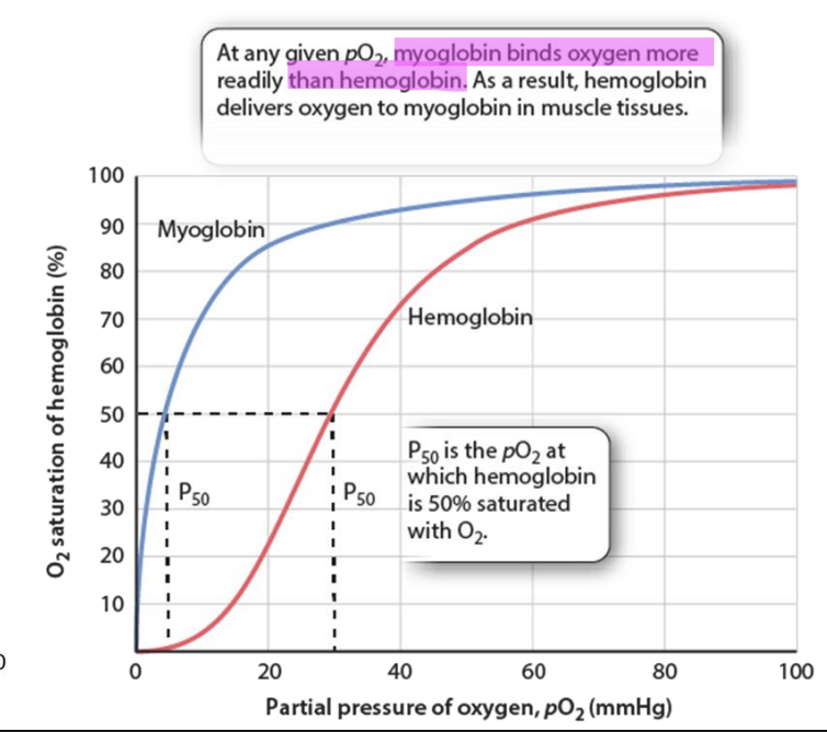 <ul><li><p>at any pO2, myoglobin binds oxygen more readily than hemoglobin → hemoglobin delivers oxygen to myoglobin muscle tissues</p></li></ul><p></p>