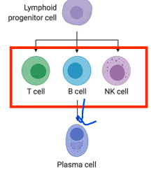 <p>-T cell<br>-B cell<br>-NK cell</p>