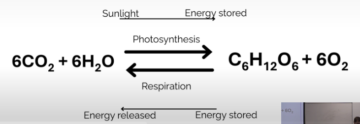 <ul><li><p>Organisms take up CO2 to make organic carbon and produce O2 in the process </p></li><li><p>Removes CO2 from the atmosphere and adds O2 to the atmosphere </p></li></ul><ul><li><p>Led to life evolving </p></li></ul><p></p>