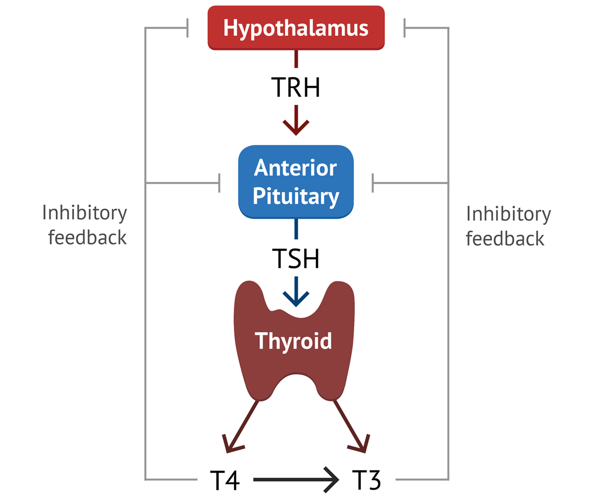<ul><li><p>responds to stimuli from the external/internal environment and relay on a sensory in the nervous system</p></li><li><p>Neurosecretory cells: receive neuron impulses but releases hormones into the blood stream (hypothalamus)</p></li></ul><p></p><p>Regulation of thyroid hormones</p><ol><li><p>Stimulus: low thyroid levels, cold, etc —> sensory neuron detects —> information sent to hypothalamus —> action potential from this causes hypothalamus to release hormones: Thyrotropin-releasing hormone (TRH) —> sent to portal system (blood stream) —> Anterior pituitary —> causes the Ant. pituitary to release Thyroid-stimulating hormone —> acts on thyroid gland —> thyroid gland releases thyroid hormone (T3, T4) —> target body cells inc metabolism and heat production</p></li></ol><p>*Negative feedback</p><p></p><p>Infant Suckling</p><ol><li><p>Stimulus: infant sucking —> sensory nerves in nipples detect —> hypothalamus and their axons extend all the way down to the post. pituitary gland —> release oxytocin technically from the post. pituitary gland —>travel in blood stream —> acts on smooth muscle in mammary gland —> milk release</p></li></ol><p>*Positive feedback</p><p>*Prolactin makes milk, oxytocin secretes it</p><p></p><p></p><p></p>