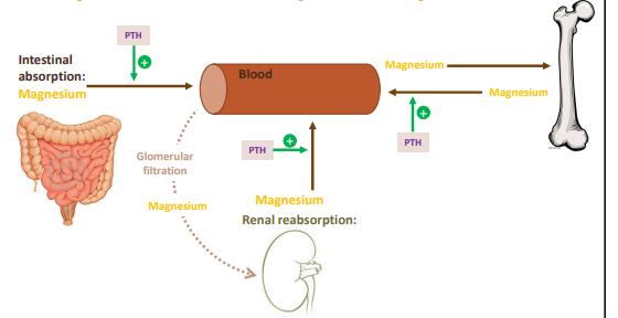 <p>serum Mg concentration underlies tight homeostatic regulation</p><p></p>