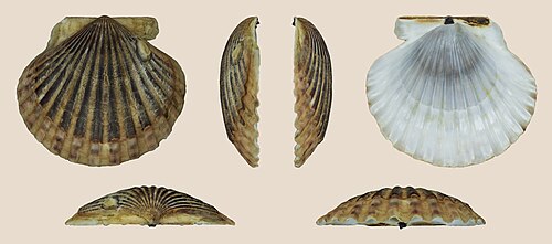 <p>Bay Scallop</p>