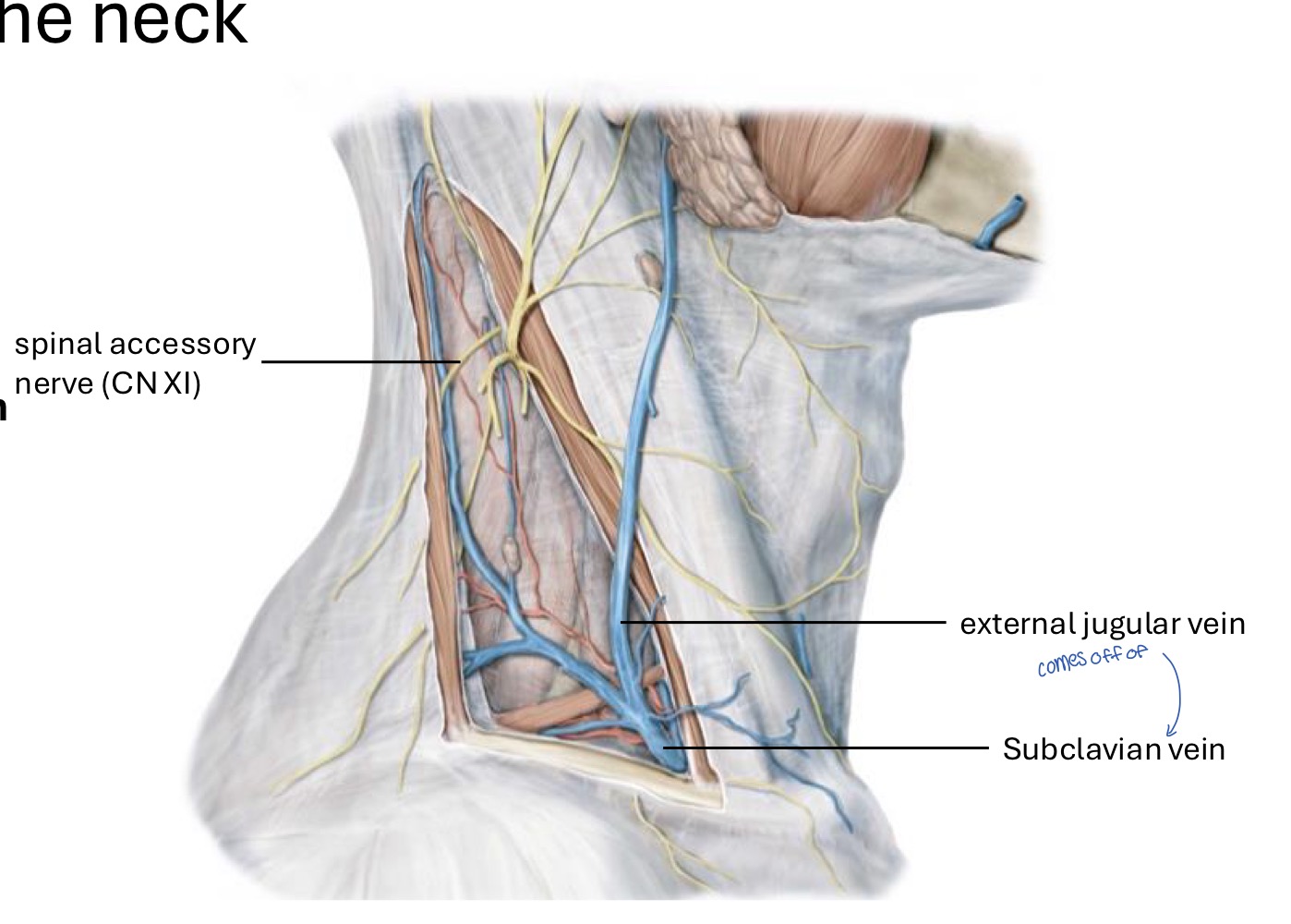 knowt flashcard image