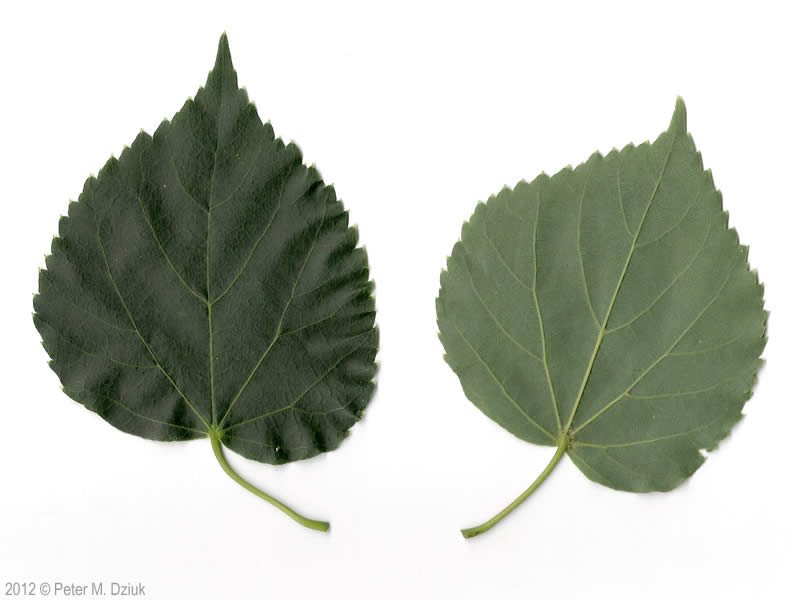 <p>Tilia cordata</p>