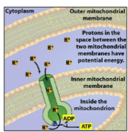 <p>Cellular Respiration</p>