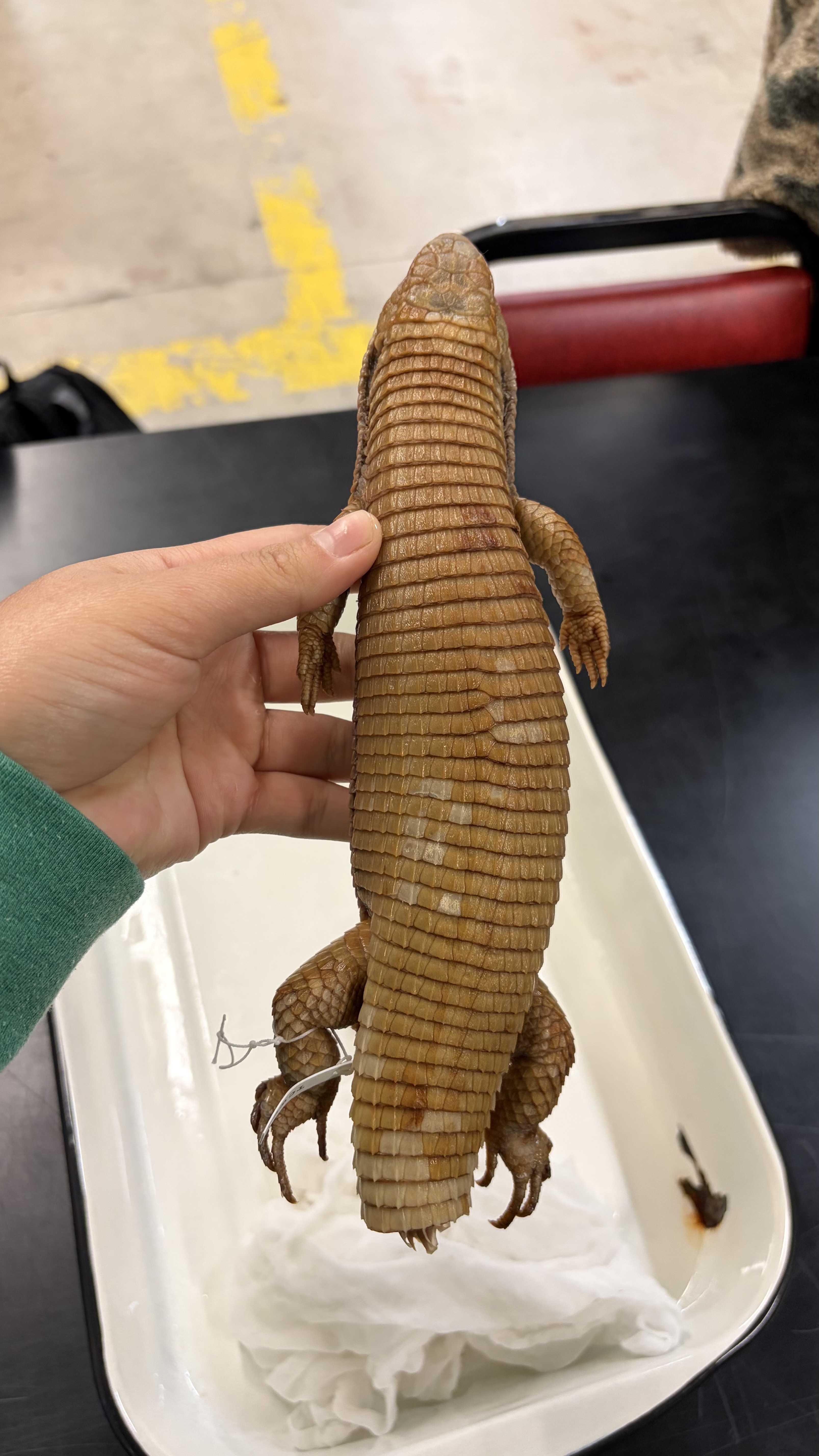 <ul><li><p>keratonous layer of scales covering osteoderms</p></li><li><p>lateral skinfold</p></li><li><p>large keeled scales</p></li></ul><p></p>