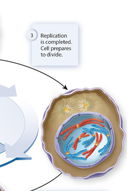 <p>The cell synthesizes proteins needed for mitosis and cytokinesis.</p>