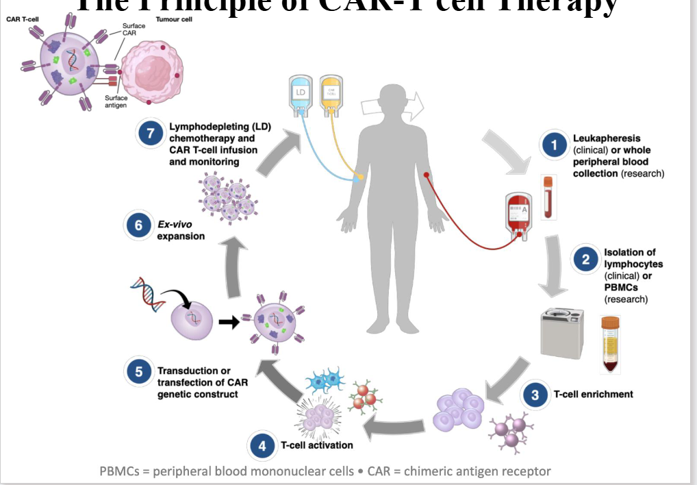 <p>The Principle of CAR-T cell Therapy</p>