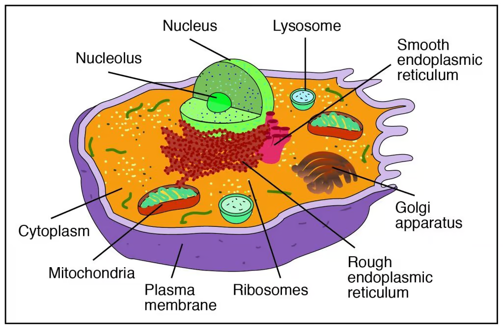 <p>name the part of animal cell</p><p>A <strong>membrane-bound organelle</strong> that contains the <strong>genetic material</strong>, such as DNA, for a cell. Inside is the&nbsp;nucleolus&nbsp;that plays a role in assembling subunits required to make ribosomes.</p>