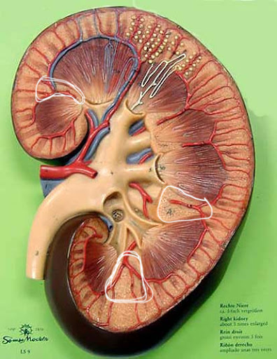 <p>Name the structure</p>