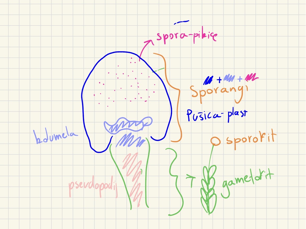 <p>Deblo streptophyta</p><p>Poddeblo bryophytina - listnati mahovi</p><p>Razred šotni mahovi - sphagnopsida</p><p>Rod sphagnum</p><p class="has-focus is-empty">Sporofit</p>