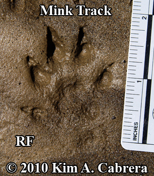 <p>Neogale vison (mink)</p>
