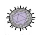 <p>what virus</p>