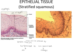 <p>What is a unique feature of stratified squamous tissues?</p>
