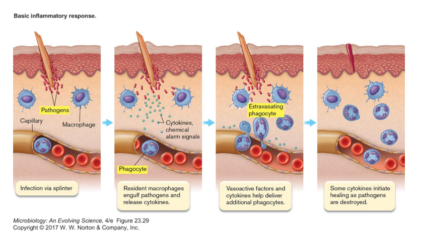 <p>Innate Immunity (second line of defense)</p><ul><li><p>a non-specific response to wounds & infection</p></li><li><p>signs described 2000 years ago </p><ul><li><p>redness (rubor) </p></li><li><p>heat (calor) </p></li><li><p>pain (dolor) </p></li><li><p>swelling (tumor)</p></li></ul></li></ul><p></p>