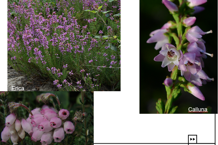 <img src="https://assets.knowt.com/user-attachments/e717ad1e-76de-4a16-b75c-9f94ce62668d.png" data-width="100%" data-align="center"><p>Geef de familie.</p>