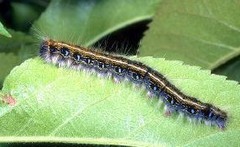 <p>This guy is seen in the fields of your horses. Your vet tells you that when ingested, mini needles can sting in the intestine and seed bacteria into the blood stream causing WHAT</p>