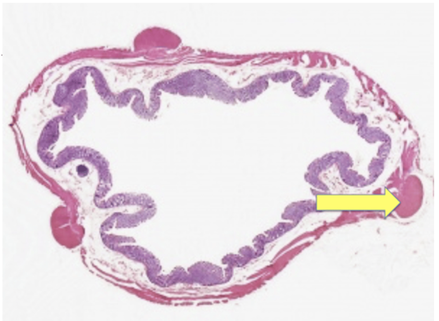 <p>Identify the structure</p>