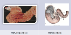 <p>1. simple glandular = one type of mucous membrane (man, dog, cat)</p><p>2. simple/composite = one area glandular and the other non-glandular (horse and pig)</p>