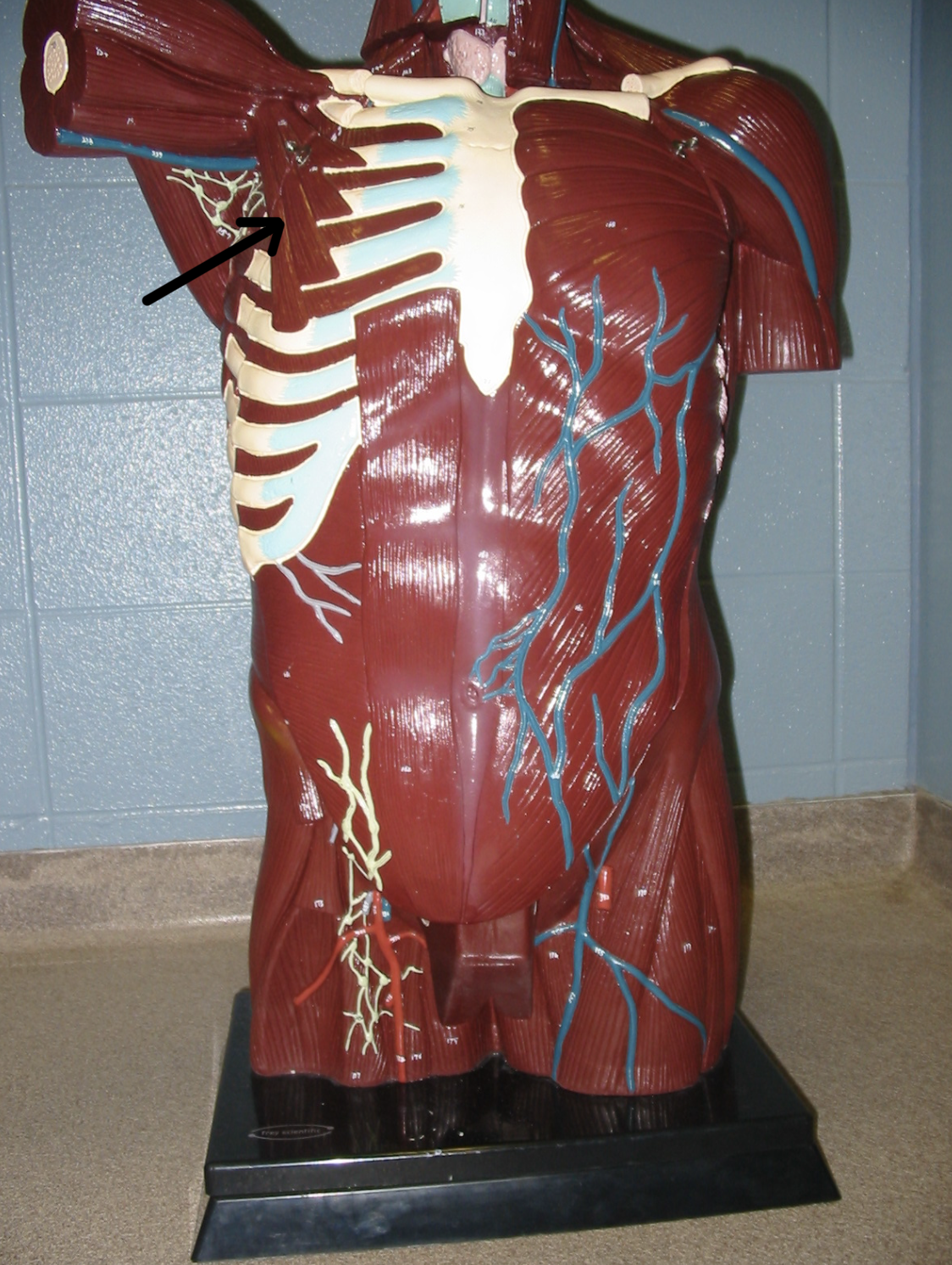 term image