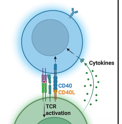 <p>enhanced B cell activation via T cell help</p><ul><li><p>Naive B cell and Tfh cell exchange signals that initiate B cell activation in a process called T cell help </p></li></ul><p></p>