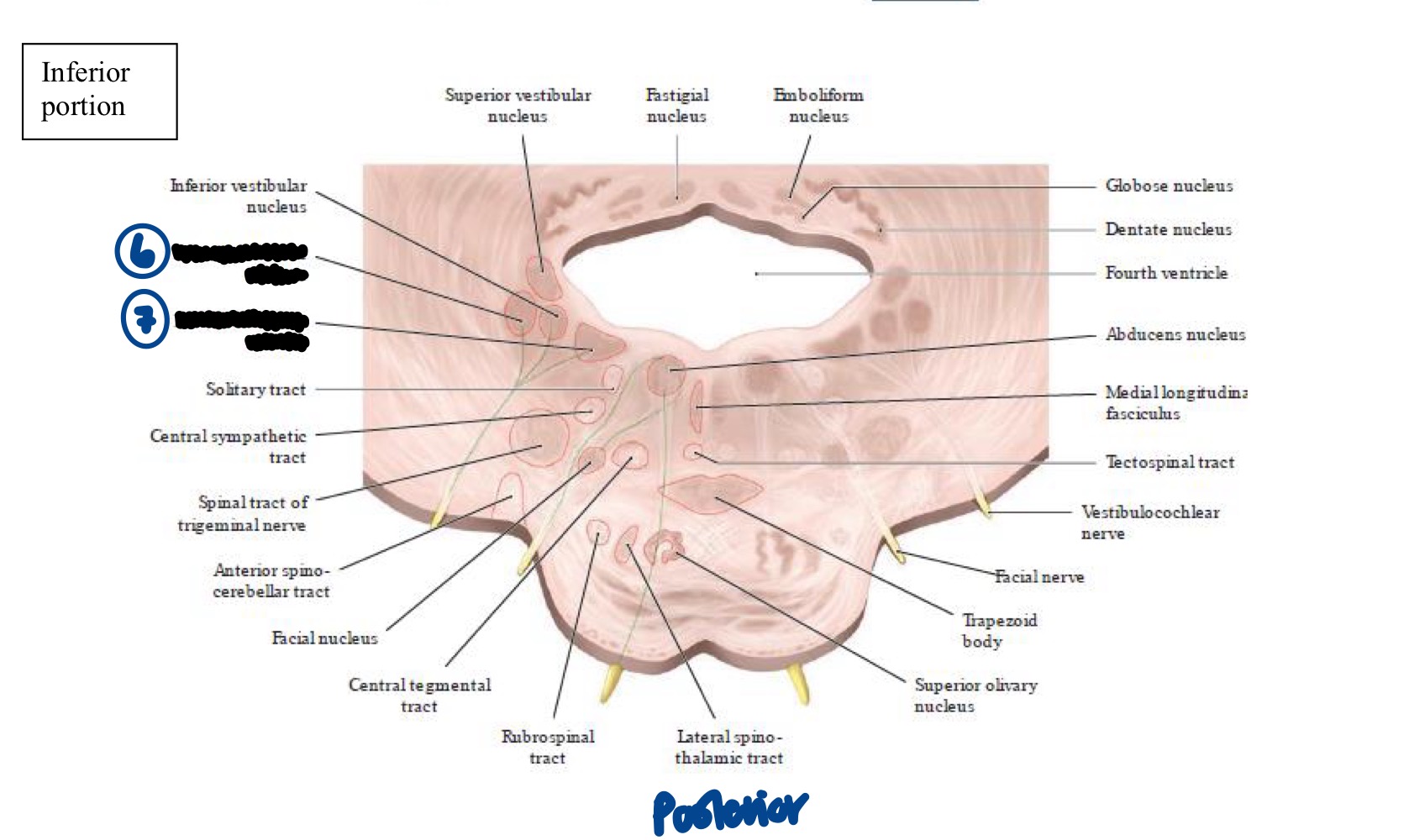 <p>Within the Pons, what structure does #7 represent?</p>