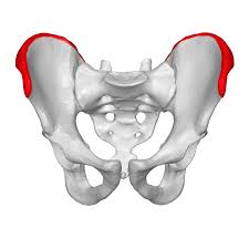 <p>Name the specific part of the bone in color</p>