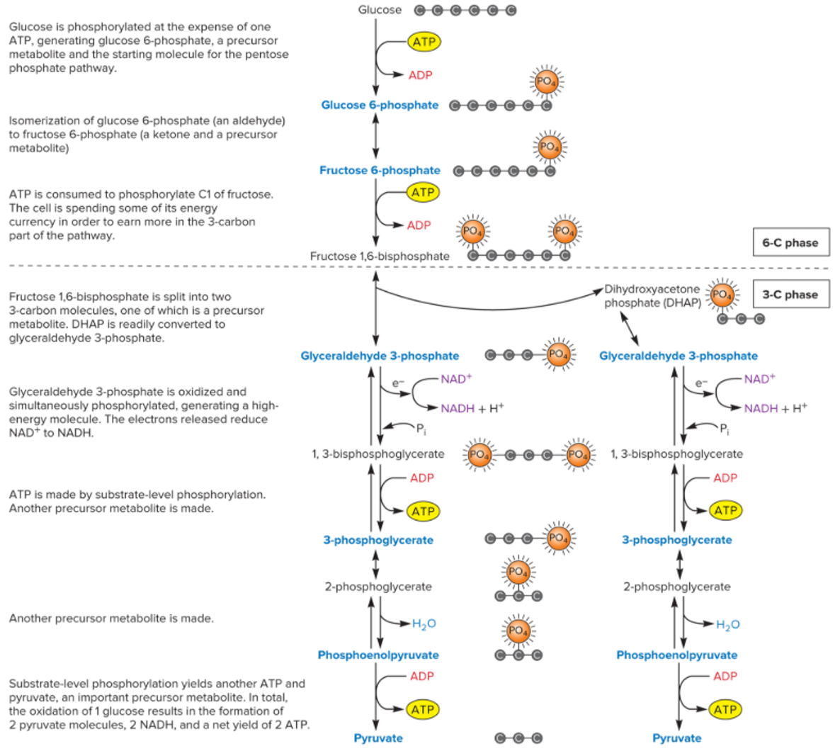 <p>6 C: glucose → glucose 6-p → fructose 6-p → fructose 1,6-bis-p </p><p>3 C: DHAP splits into → 2 glyceraldehyde 3-p → 1,3-bis-p-glycerate </p><p>SLP: → 3-p-glycerate → 2-p-glycerate → p-enolpyruvate → 2 pyruvate, 2 ATP, 2 NADH</p>