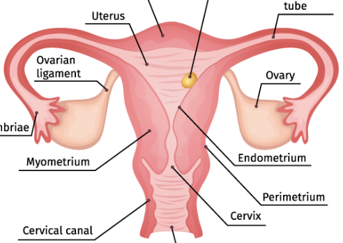 <p>producing offspring, regulating sexual development</p>