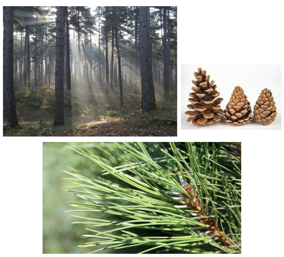 <p>(Invasive, dennenplantages op zure zandbodems)</p>