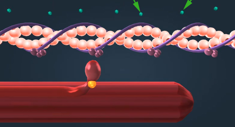 <p><span>What is the name of these structures being show by the arrows?&nbsp;</span></p>