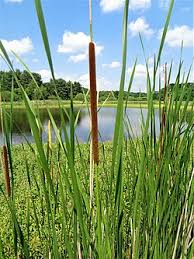 <p><strong>(<em>Typha spp.</em>)</strong> – Tall wetland plant with long flat leaves and distinctive brown cylindrical seed heads (“cattails”). Marshes, ponds, ditches. <strong>Autotroph; rhizomatous, colony-forming.</strong><br><strong>Uses:</strong> Extremely versatile—young shoots (“cossack asparagus”), pollen as flour supplement, rhizomes for starch; leaves used for weaving (mats, baskets); fluff for insulation/tinder.</p>