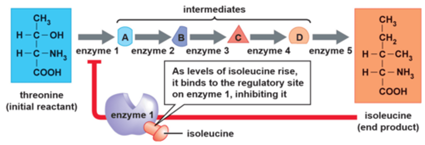 <p>the regulation of an enzyme. In a nutshell, it occurs when a product of the enzymes reaction binds to the enzyme allosterically. This can either be activating or inhibitory.</p>