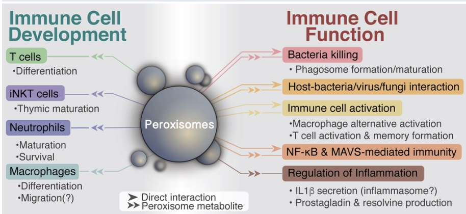 <p>pathway that occurs in peroxisome</p><p>the metabolism of this organelle is very important to modulate immune cell function and behaviour</p>
