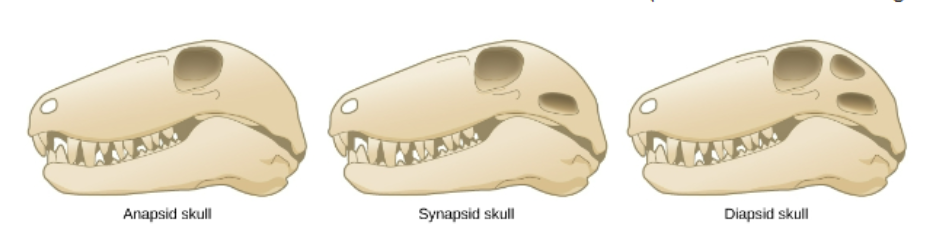 <p>-The first amniotes evolved from tetrapod ancestors approximately 340 million years ago during the Carboniferous period</p><p>-Mammals are the only species that are classified as synapsids </p><p>-Reptiles are classified as diapsids</p><p>-Turtles are the only ones with anapsids </p><p>-Temporal fenestrae of anapsids, synapsids, and diapsids</p><p>(Anapsids have no openings, synapsids have one opening, and diapsids have two openings) </p>