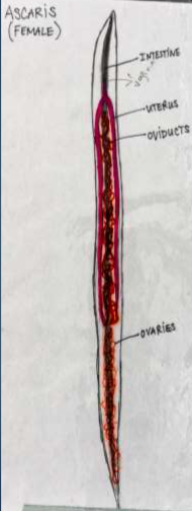 <p><strong>Phylum:</strong> Nematoda</p><p>Roundworm</p>