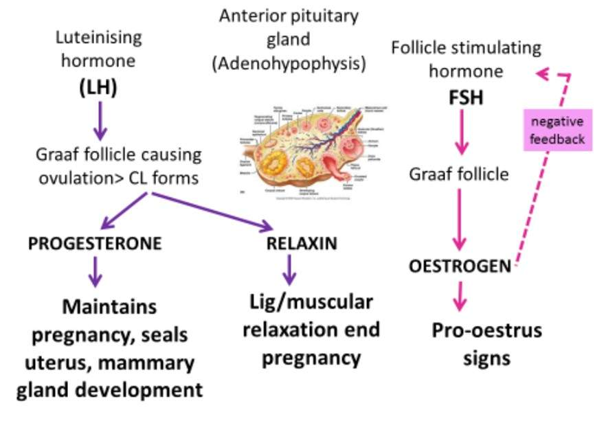 <p>Oestrogen, progesterone and relaxin </p>
