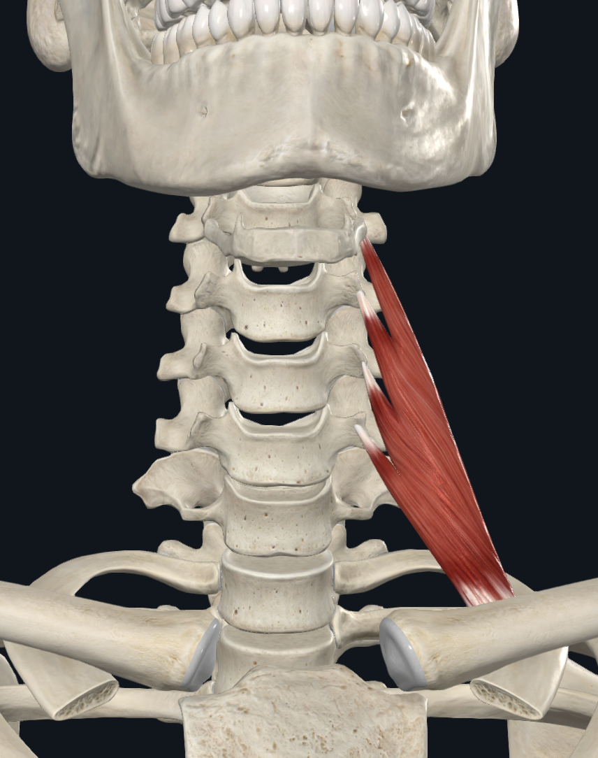 <ul><li><p>C3-C6 transverse processes </p></li></ul><p>TO</p><ul><li><p>scalene tubercle of 1st rib</p></li></ul><p></p>
