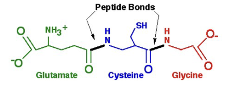 <ul><li><p>tripeptide that is one <span>of the most important molecules in the</span><br><span>cellular defense against toxic compounds</span></p></li><li><p><span>It is found in most cells but is especially abundant in the red blood cells</span><br><span>and in the liver (5mM)</span></p></li></ul><p></p>