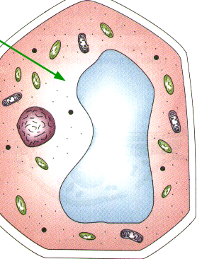 <p>Cytoplasm</p>