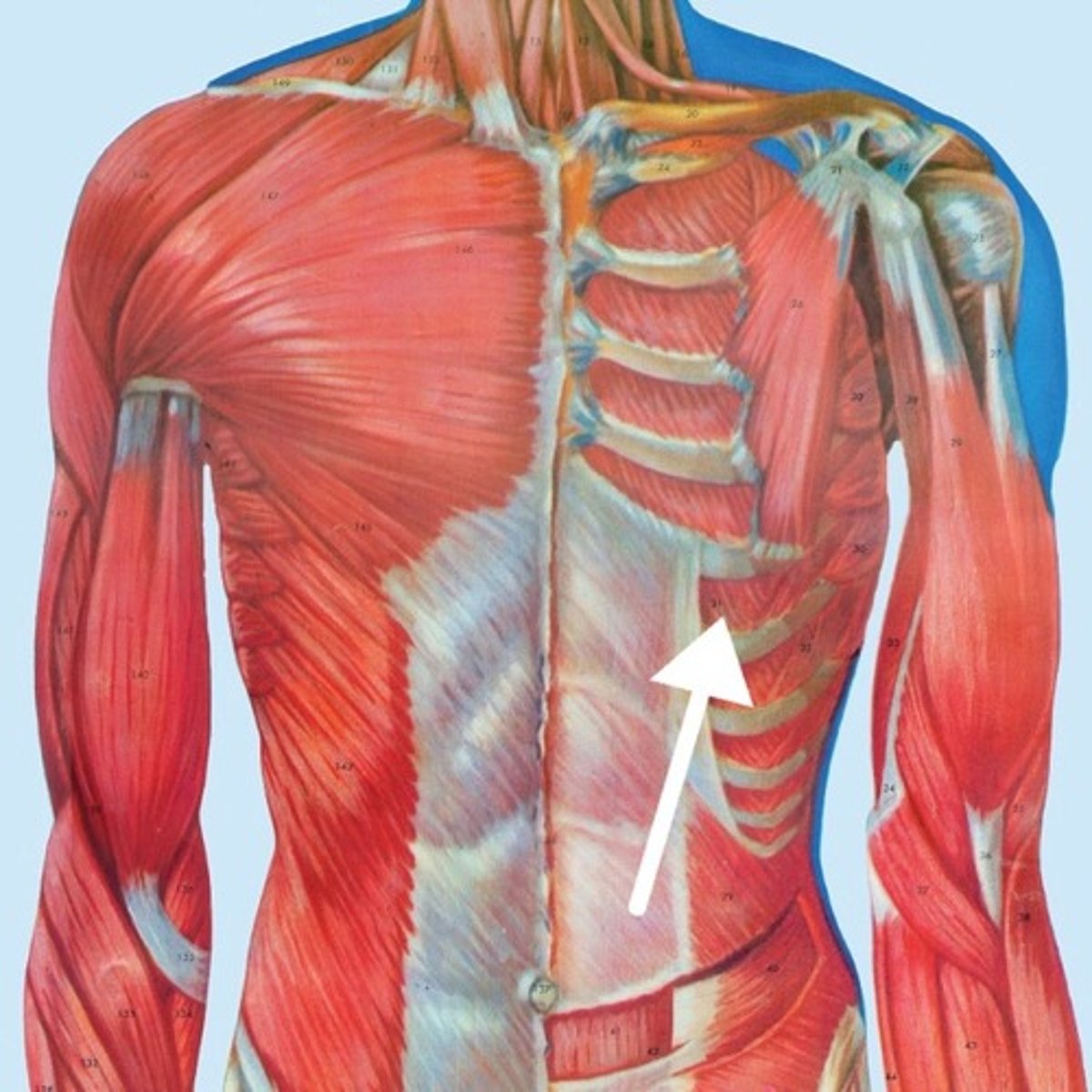 <p>What is this muscle?</p>