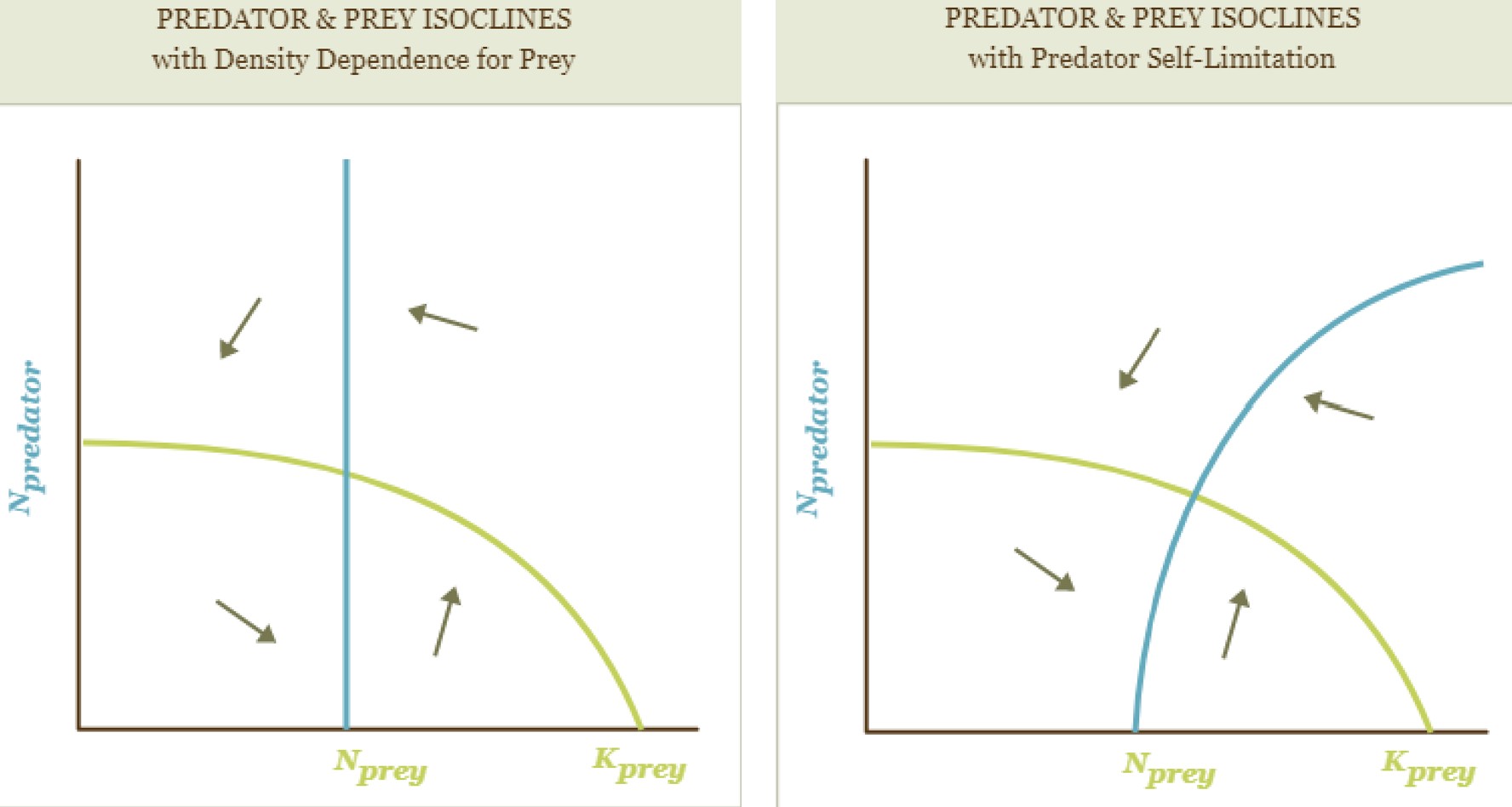 <p>self-limitation and growth isocline</p>