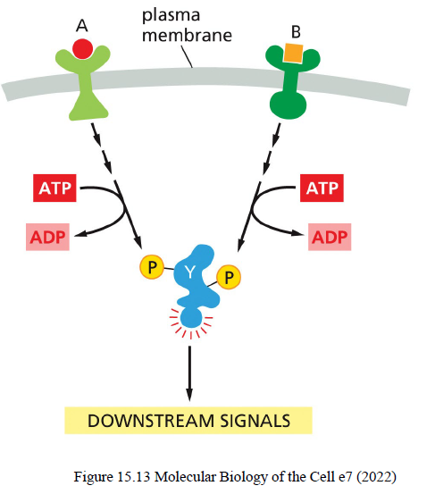<p>Et cellulært respons kan kræve flere samtidige signaler (“coincidence detection”).</p><p>Eksempel:<br>Anchorage-dependent proliferation kræver både:</p><ul><li><p>growth factor signaling</p></li><li><p>integrin signaling</p></li></ul><p>Dette fungerer som en kontrolmekanisme, så celler ikke deler sig forkert.</p>