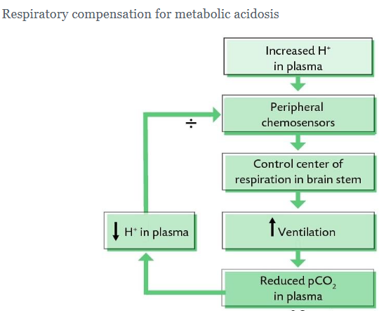 <p>Compensatory response in respiratory acidosis</p><p>• pCO2 has increased and therefore blood pH has fallen</p><p>• Kidneys will attempt to bring about an increase in plasma HCO3<sup>-</sup></p><p>• Known as <span style="color: purple;">renal compensation</span></p><p></p><p>Compensatory response in metabolic acidosis</p><p>• Plasma HCO3- has decreased and therefore blood pH has fallen</p><p>• Lungs will increase ventilation, rate of breathing leading to a decrease in pCO2</p><p>• Known as respiratory compensatio</p>