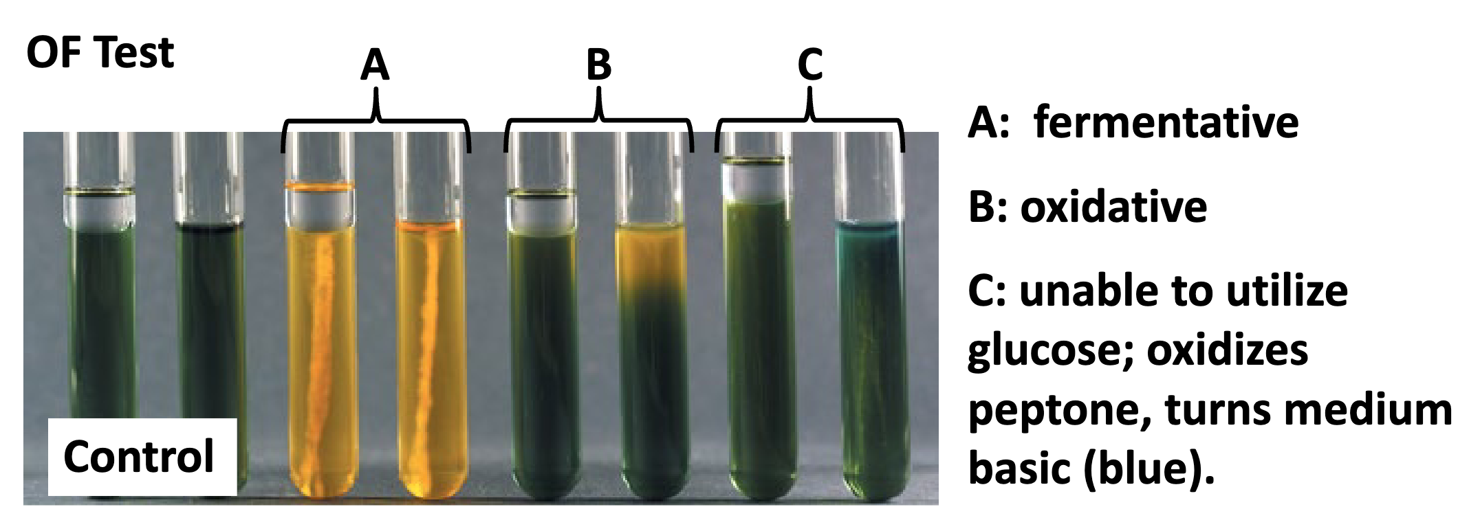 <p>In Oxidation-fermentation (OF), the yellow result is what pH and represents fermentation, fermentation, or unable to use glucose (oxidizes peptones)?</p><p></p>