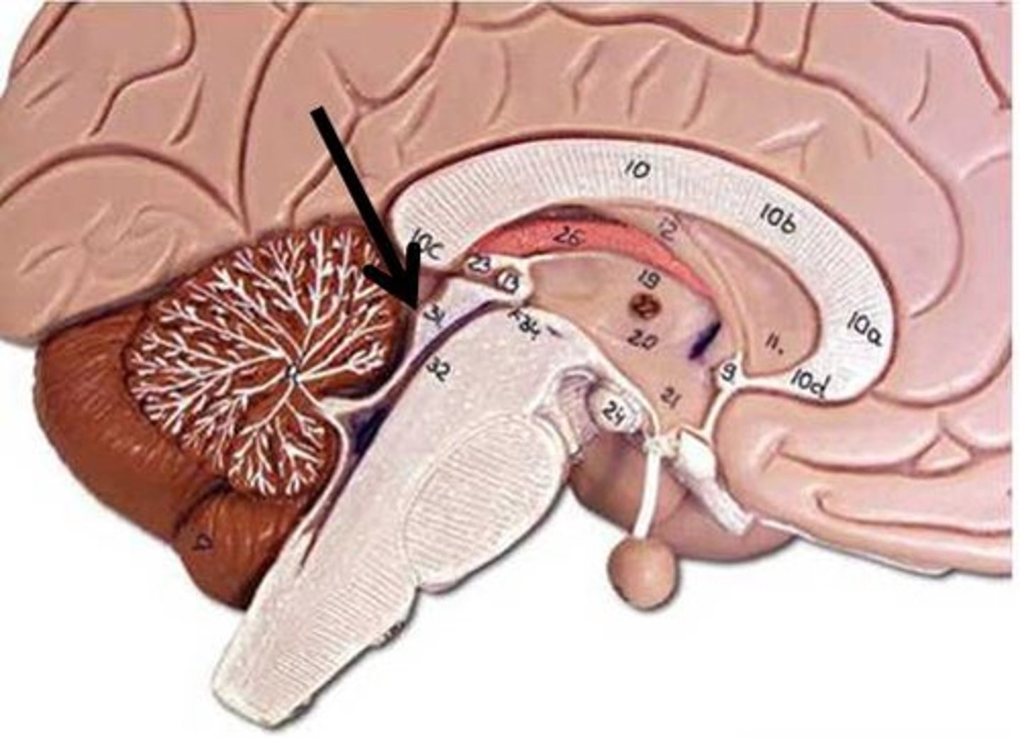 <p>Identify this structure indicated at the arrow (be specific).</p>