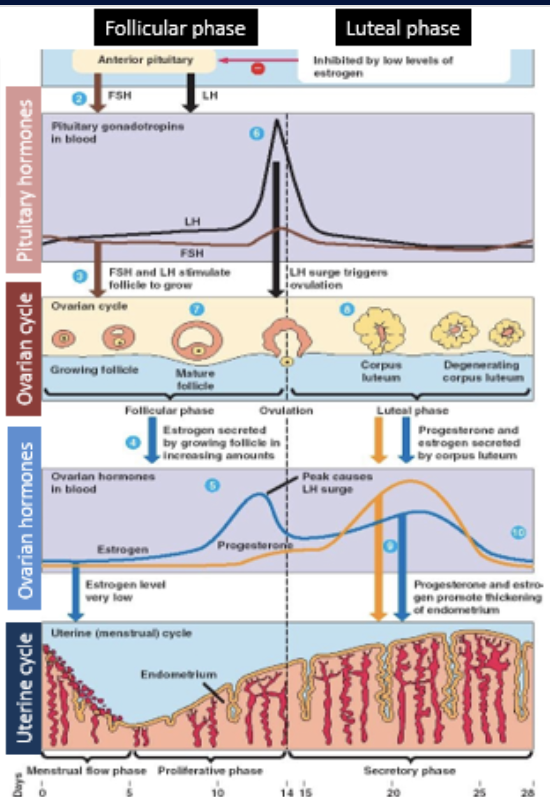 <ul><li><p>secreted by pituitary gland</p></li><li><p>stimulates development of follicles, each containing an oocyte</p></li><li><p>stimulates follicles to secrete estradiol</p></li><li><p>determines ovarian cycle</p></li></ul><p></p>